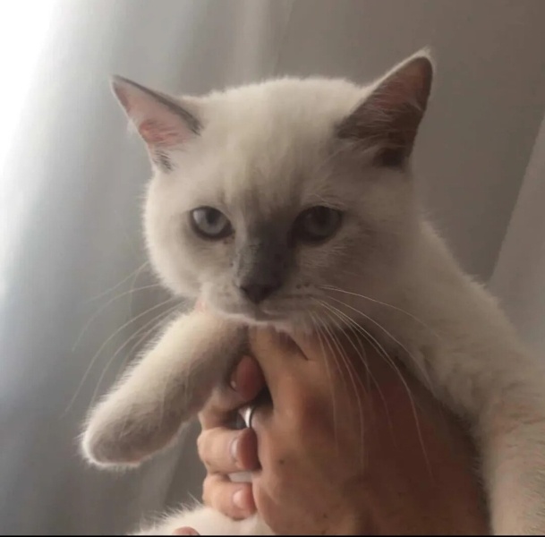 British Shorthair, Kedi  Mia fotoğrafı