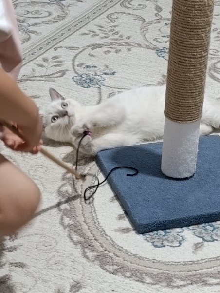 British Shorthair, Kedi  Mia fotoğrafı