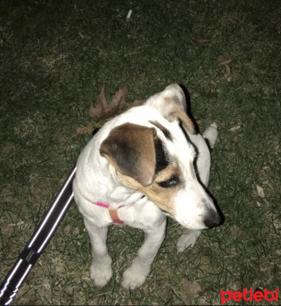 Jack Russell Terrier, Köpek  Leyla fotoğrafı