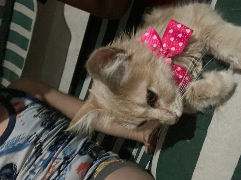 Ragamuffin, Kedi  Şeker fotoğrafı