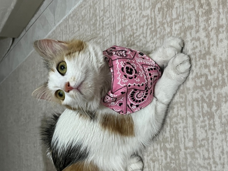 Tekir Kedi, Kedi  Sakız fotoğrafı