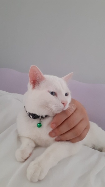Ankara Kedisi, Kedi  Sherlock fotoğrafı
