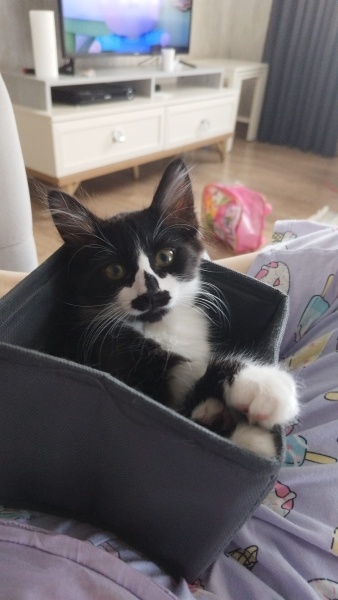 Tuxedo (Smokin) Kedi, Kedi  Alice fotoğrafı