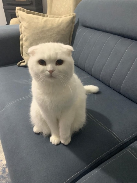 British Shorthair, Kedi  Pamuk-Sakız-Zeytin fotoğrafı