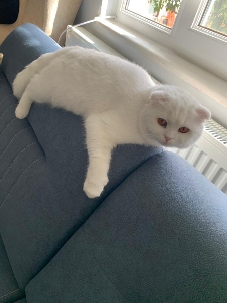 British Shorthair, Kedi  Pamuk-Sakız-Zeytin fotoğrafı