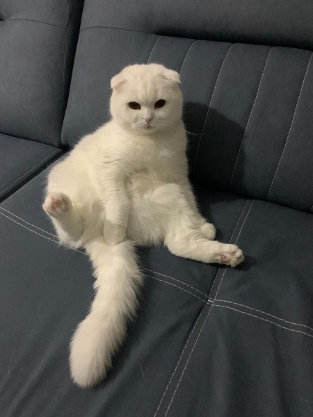 British Shorthair, Kedi  Pamuk-Sakız-Zeytin fotoğrafı