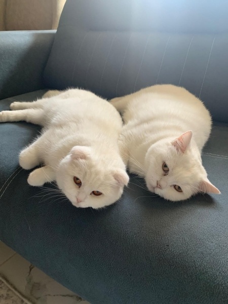 British Shorthair, Kedi  Pamuk-Sakız-Zeytin fotoğrafı
