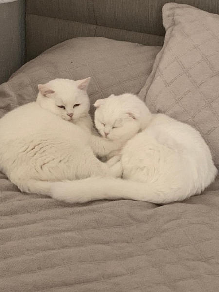 British Shorthair, Kedi  Pamuk-Sakız-Zeytin fotoğrafı
