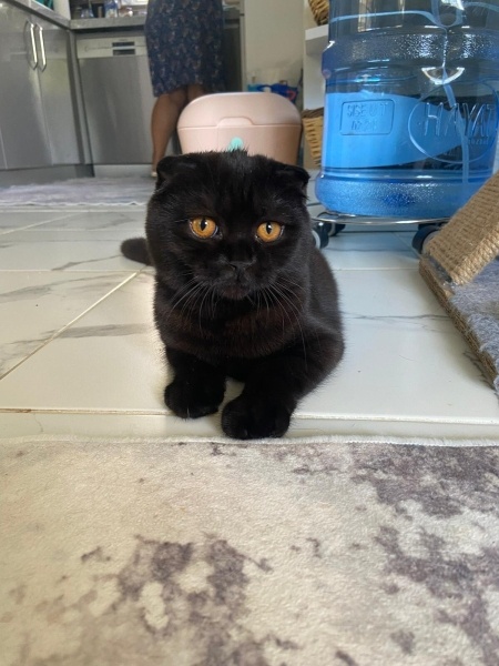British Shorthair, Kedi  Pamuk-Sakız-Zeytin fotoğrafı