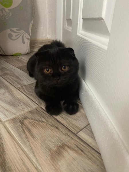 British Shorthair, Kedi  Pamuk-Sakız-Zeytin fotoğrafı