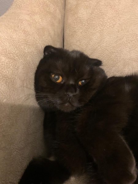 British Shorthair, Kedi  Pamuk-Sakız-Zeytin fotoğrafı