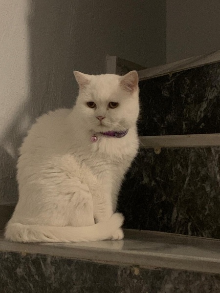 British Shorthair, Kedi  Pamuk-Sakız-Zeytin fotoğrafı
