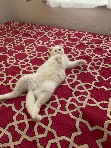 British Shorthair, Kedi  Pamuk-Sakız-Zeytin fotoğrafı