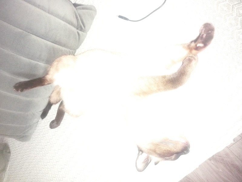 Siyam Kedisi, Kedi  ASİL fotoğrafı