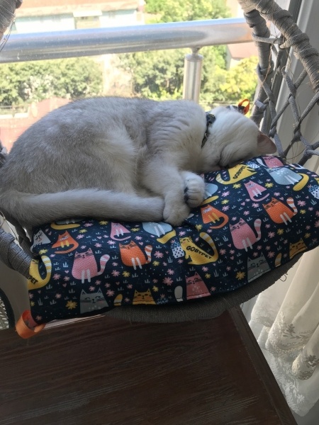 British Shorthair, Kedi  Pudra fotoğrafı