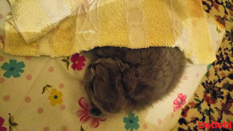 Scottish Fold, Kedi  Duman fotoğrafı