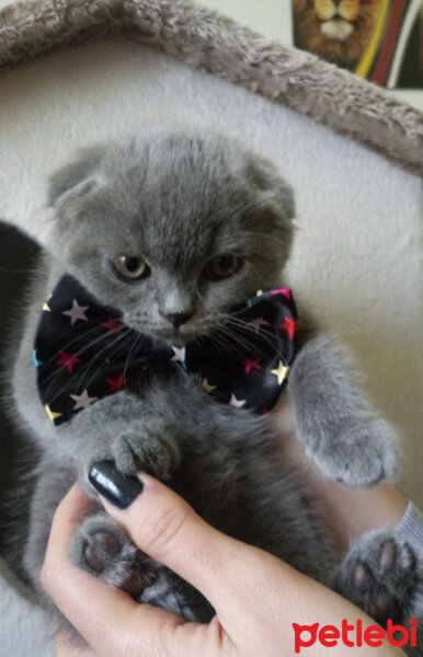 Scottish Fold, Kedi  Duman fotoğrafı