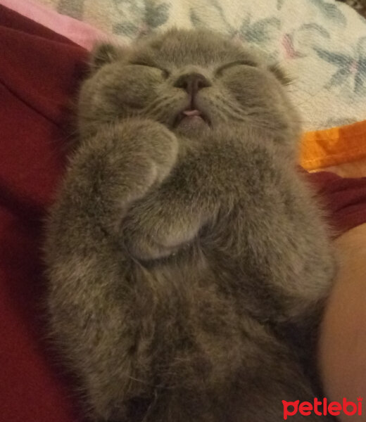 Scottish Fold, Kedi  Duman fotoğrafı