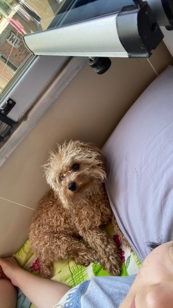 Poodle(Standart Kaniş), Köpek  Rafa fotoğrafı