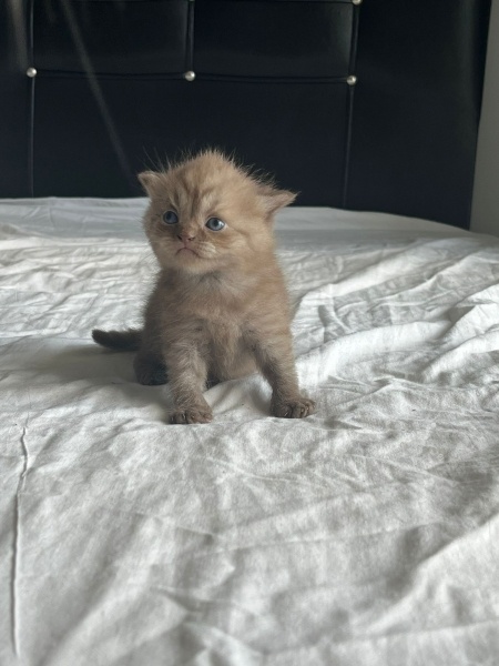 Scottish Fold, Kedi  Scottish ve British Yavrularımız fotoğrafı
