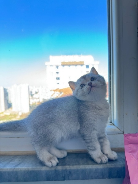 British Shorthair, Kedi  British short hair fotoğrafı