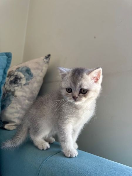 British Shorthair, Kedi  British short hair fotoğrafı