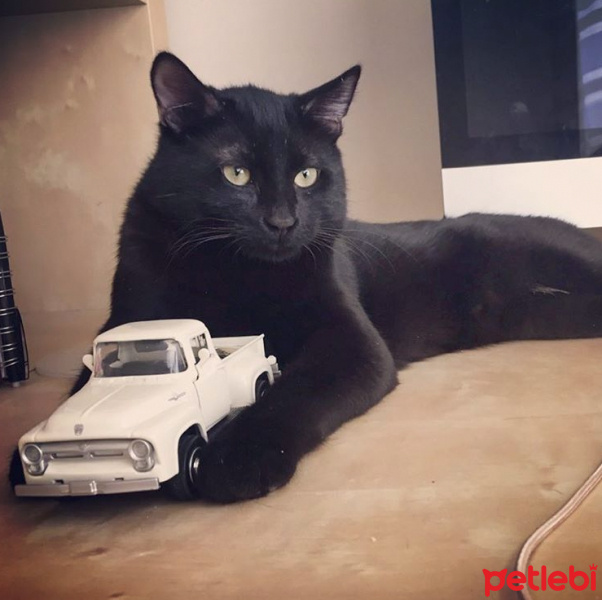 Bombay, Kedi  POE fotoğrafı