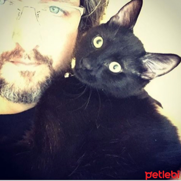 Bombay, Kedi  POE fotoğrafı