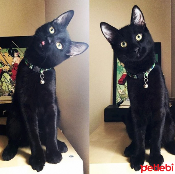 Bombay, Kedi  POE fotoğrafı