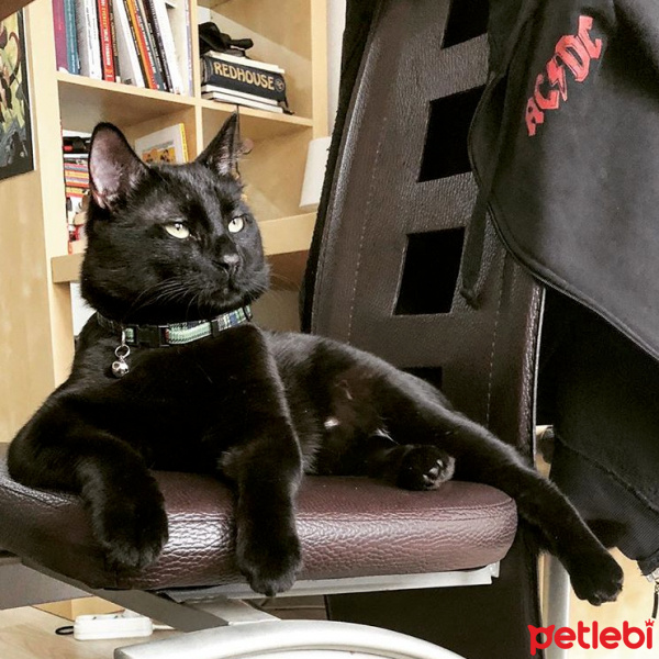 Bombay, Kedi  POE fotoğrafı