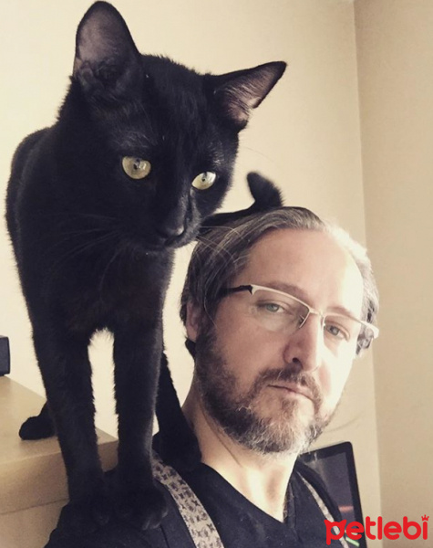 Bombay, Kedi  POE fotoğrafı