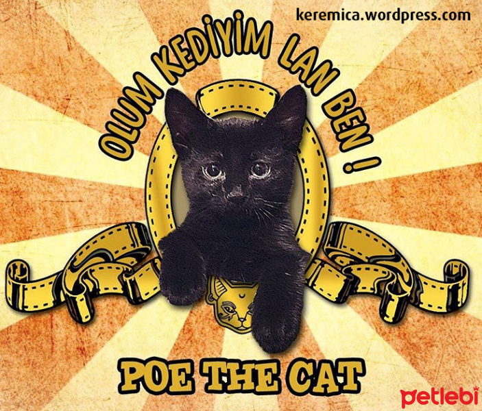 Bombay, Kedi  POE fotoğrafı