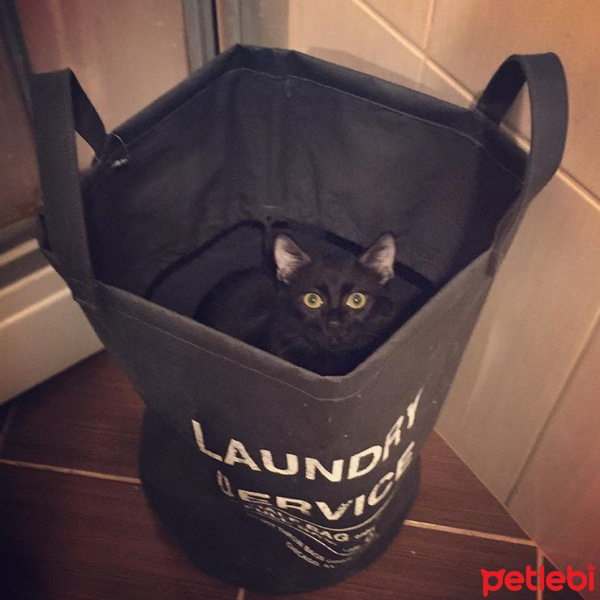 Bombay, Kedi  POE fotoğrafı