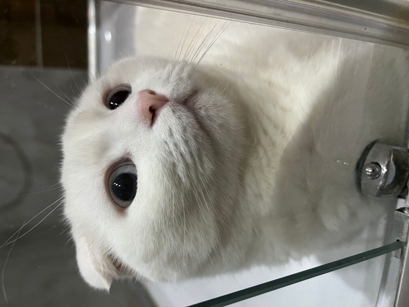 Scottish Fold, Kedi  Casper fotoğrafı