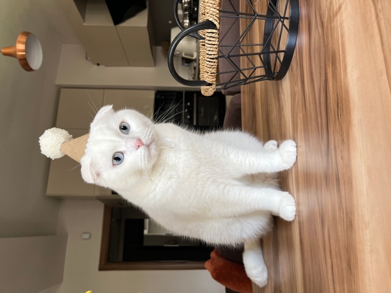 Scottish Fold, Kedi  Casper fotoğrafı