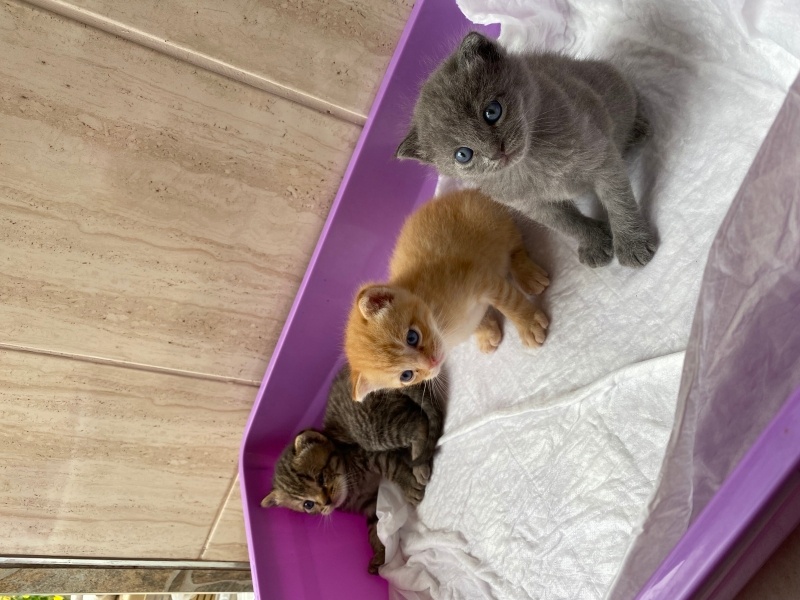 British Shorthair, Kedi  Adları yok fotoğrafı
