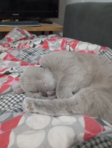 Scottish Fold, Kedi  Lavinia fotoğrafı