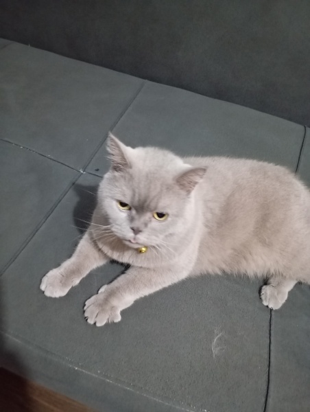 Scottish Fold, Kedi  Lavinia fotoğrafı