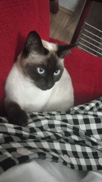 Siyam Kedisi, Kedi  Mia fotoğrafı