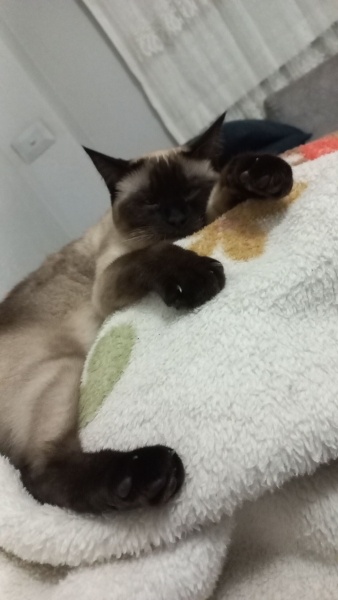 Siyam Kedisi, Kedi  Mia fotoğrafı
