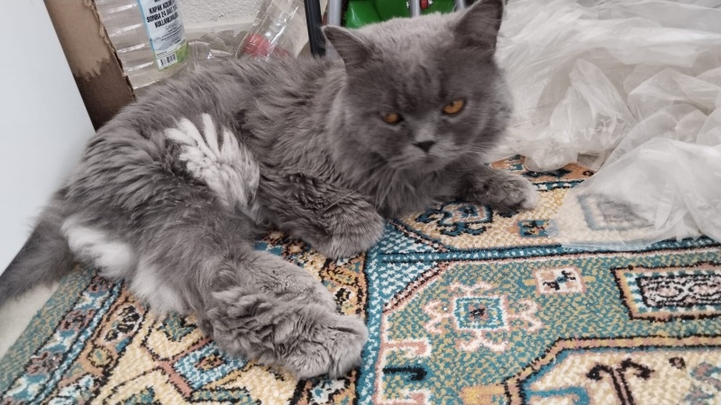 British Longhair, Kedi  PAŞA fotoğrafı