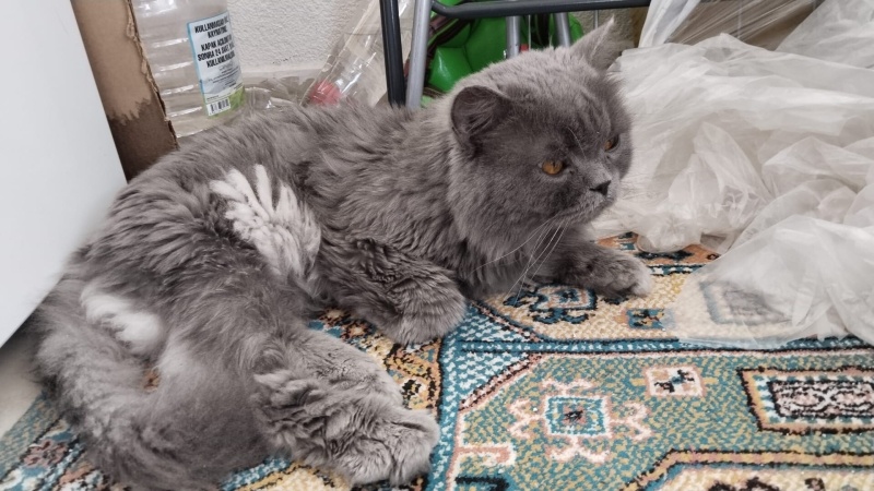 British Longhair, Kedi  PAŞA fotoğrafı