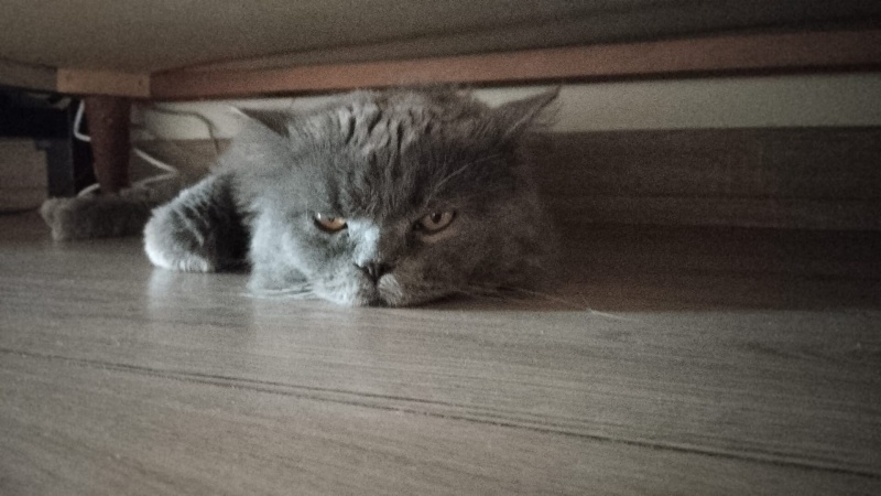 British Longhair, Kedi  PAŞA fotoğrafı