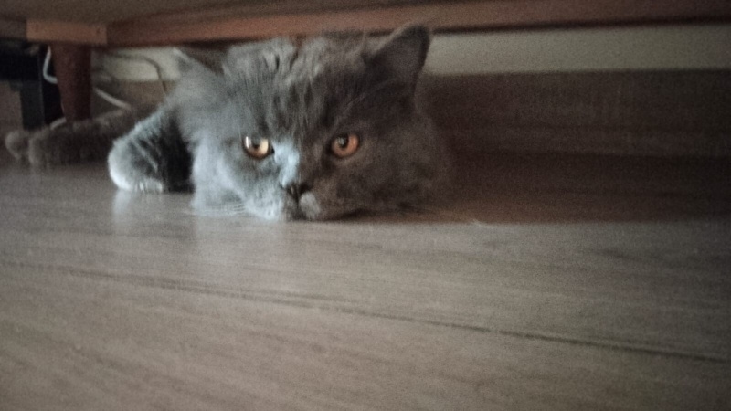 British Longhair, Kedi  PAŞA fotoğrafı