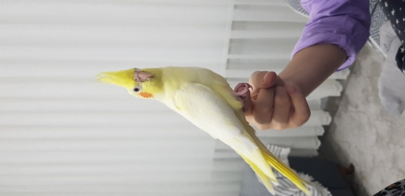 Papağan, Kuş  Limon fotoğrafı