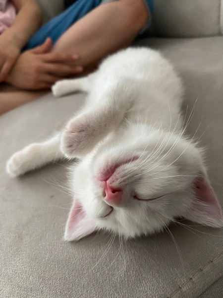 Tekir Kedi, Kedi  Sütlaç fotoğrafı