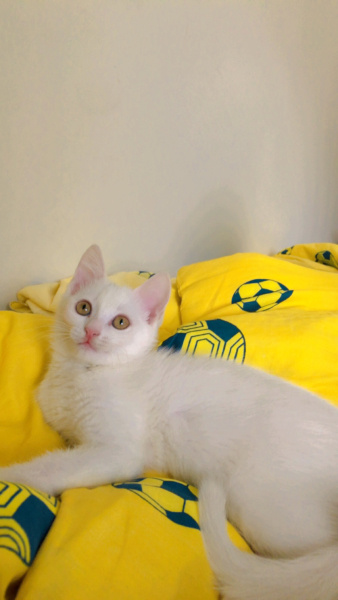 Tekir Kedi, Kedi  Sütlaç fotoğrafı