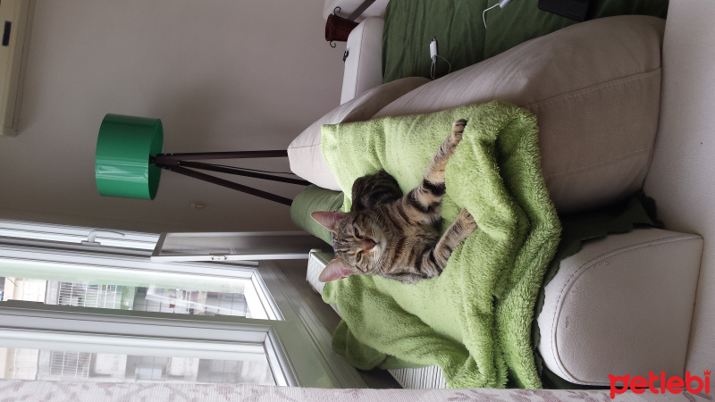 Tekir Kedi, Kedi  NEŞEM fotoğrafı