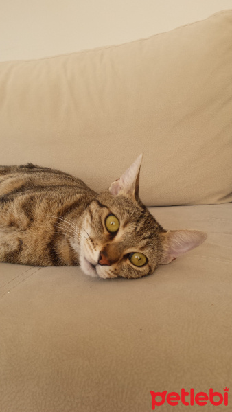 Tekir Kedi, Kedi  NEŞEM fotoğrafı