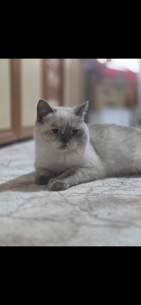 British Shorthair, Kedi  Leydi fotoğrafı